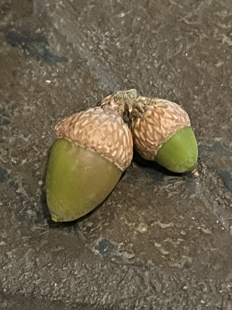 Two growing acorns