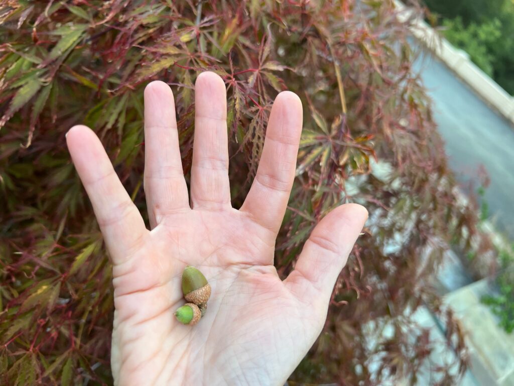 A hand holding two growing acorns